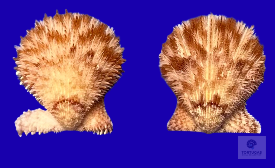 Lindapecten muscosus – Matched Pair – Pulley Ridge – 20.8mm