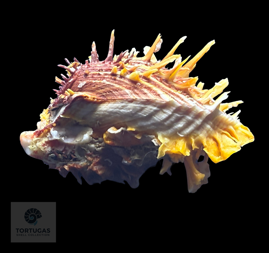 Spondylus tenuis – 67.6 mm – Panama City Beach, FL