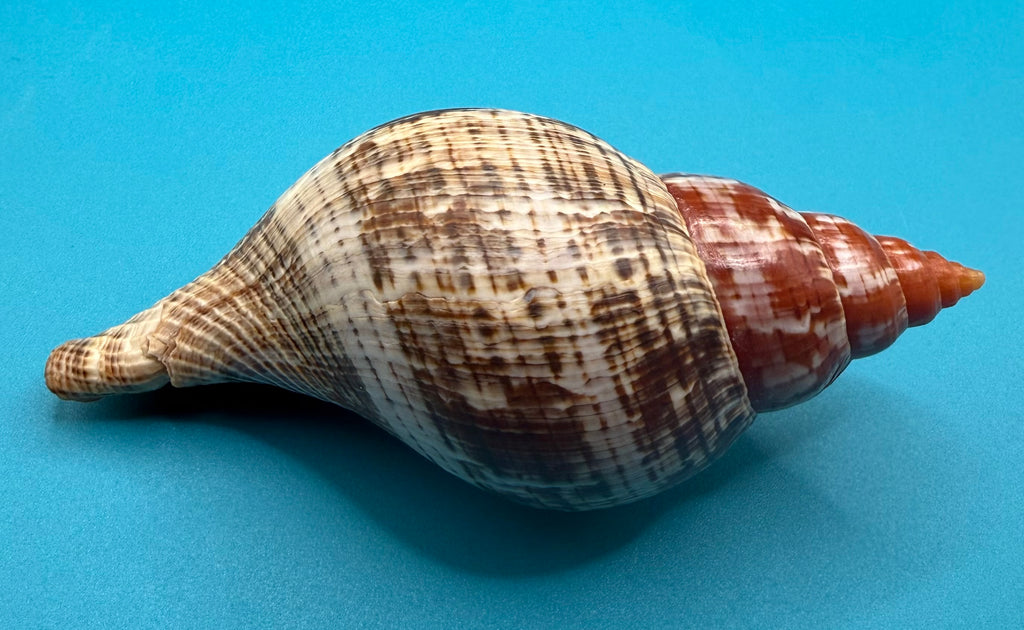 Fasciolaria bittneri – Dry Tortugas – 113.5mm
