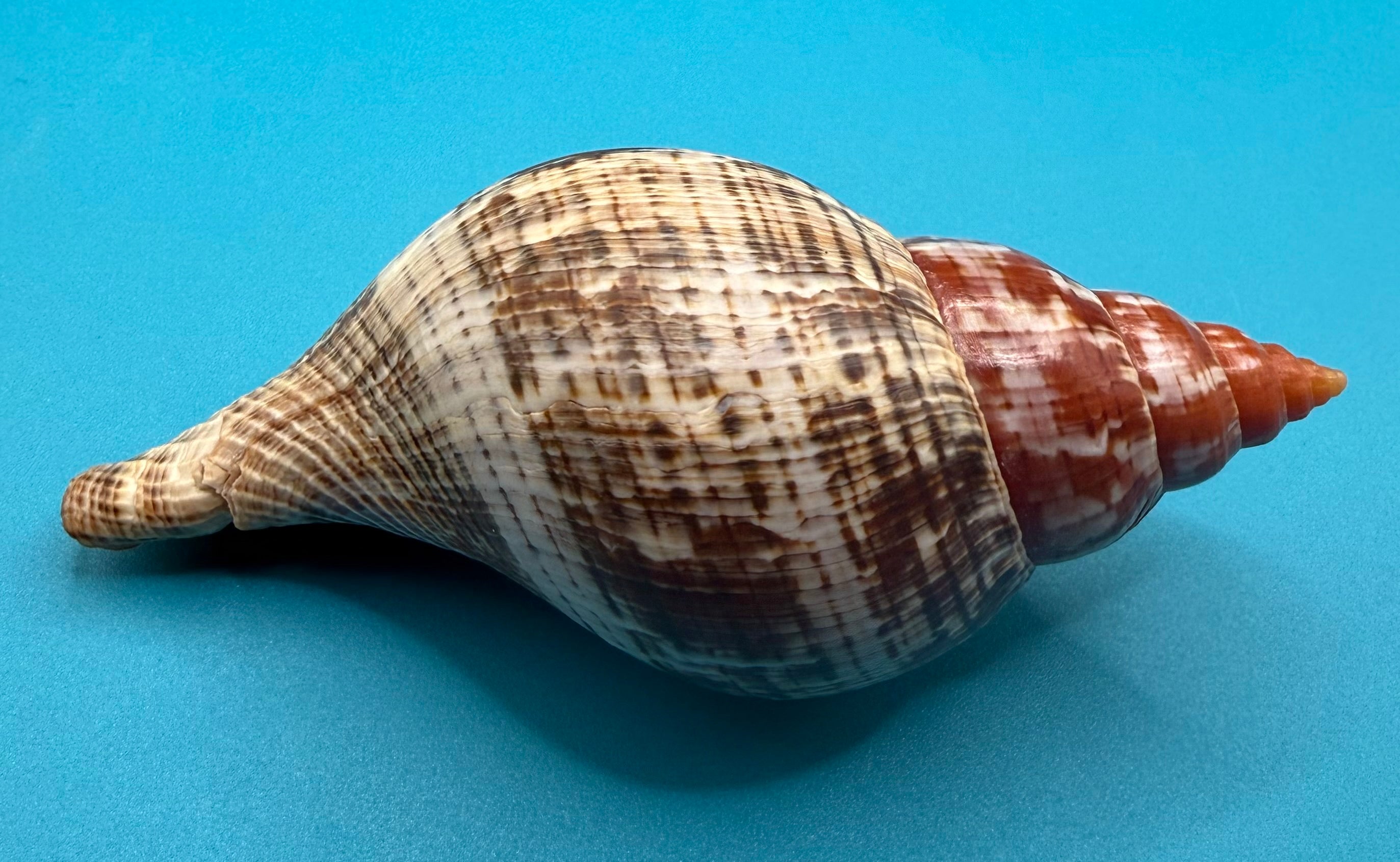 Fasciolaria bittneri – Dry Tortugas – 113.5mm