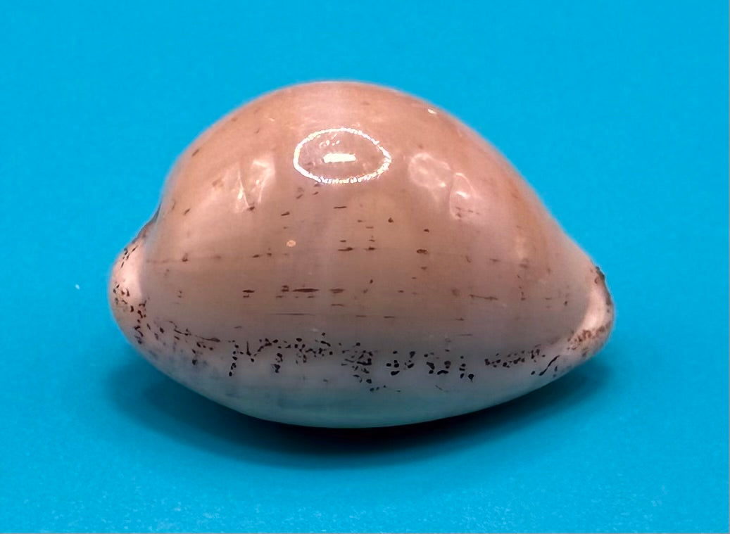 Luria cineria 25.5mm – Dry Tortugas – Rivera Coll.