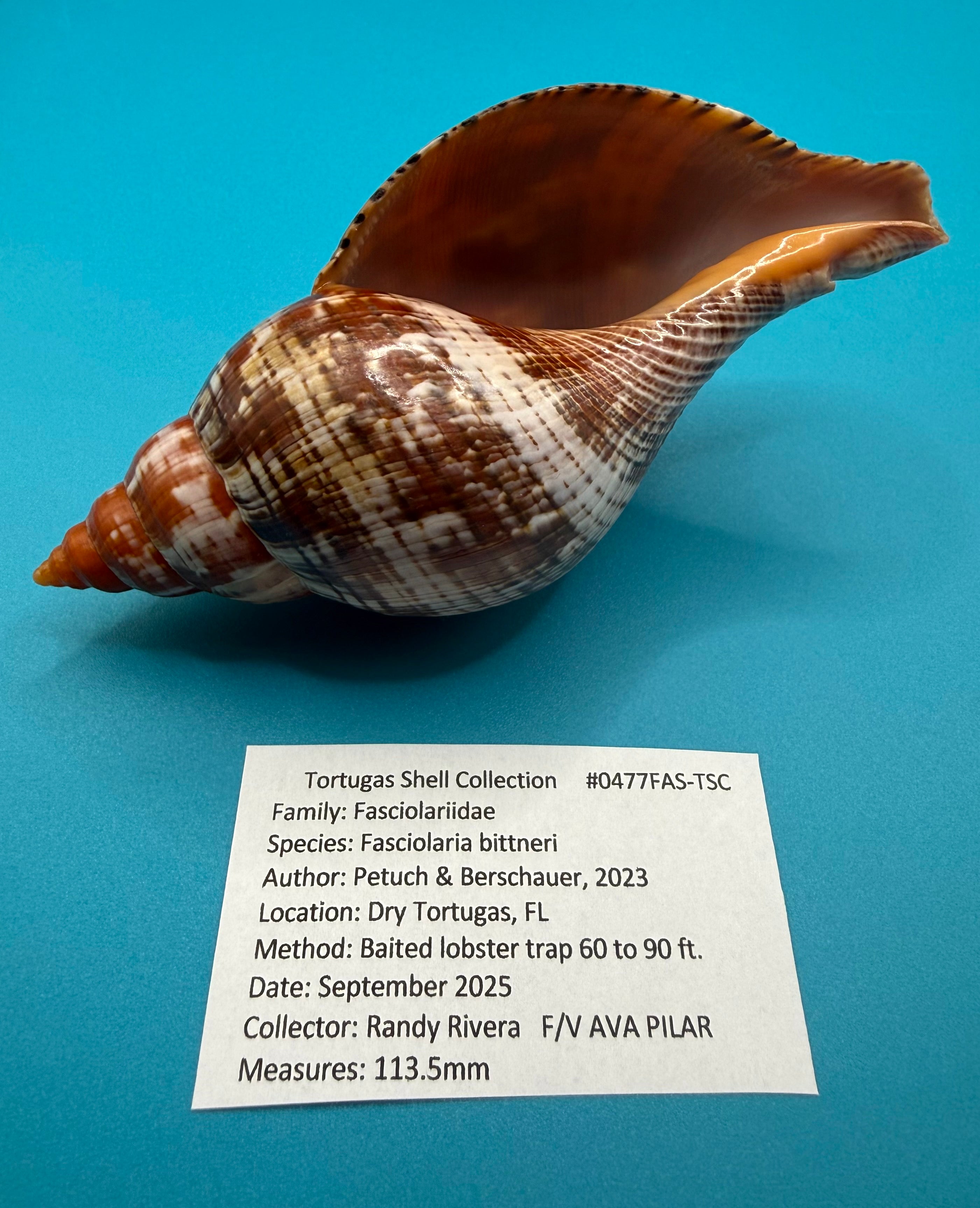 Fasciolaria bittneri – Dry Tortugas – 113.5mm