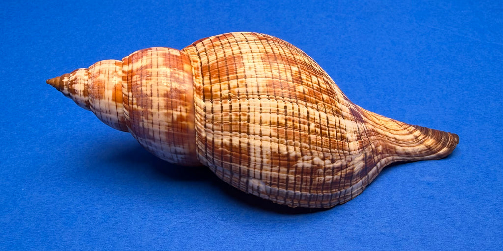 Fasciolaria tulipa – True Tulip – Dry Tortugas FL – 171mm – w/ Operculum