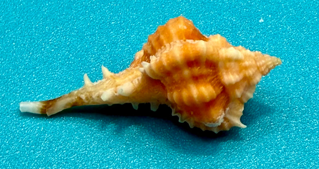 Vokesimurex rubidus (F.C. Baker, 1897) – 29.0mm | Dry Tortugas Deep Water | Tortugas Shell Collection