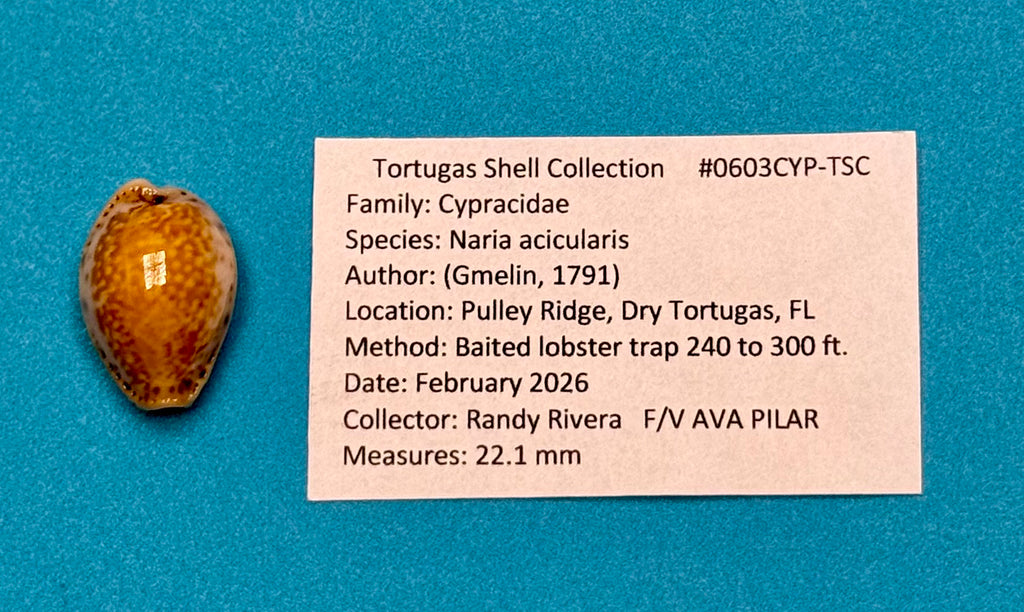 Naria acicularis – Yellow Cowrie – Pulley Ridge – 22.1mm – #0603CYP-TSC