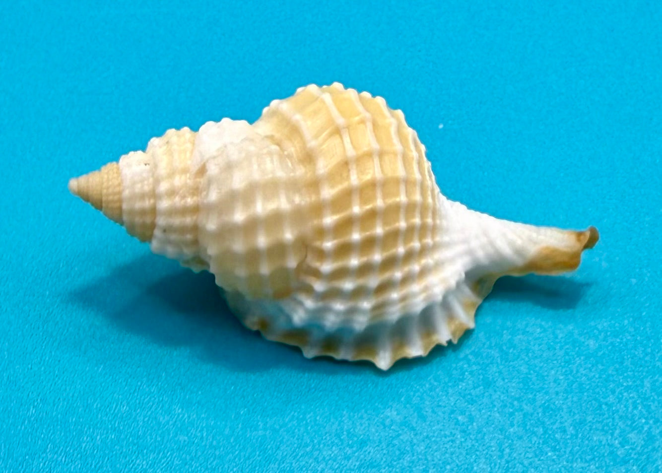 Distorsio clathrata (Lamarck, 1816) – 56.6mm | Tortugas Shell Collection