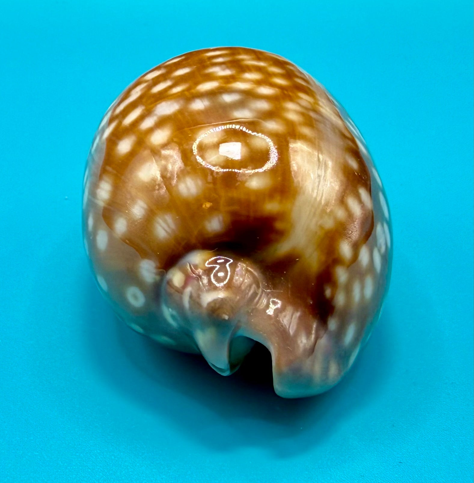 Macrocypraea zebra 81.3mm – Dry Tortugas – Rivera Coll.