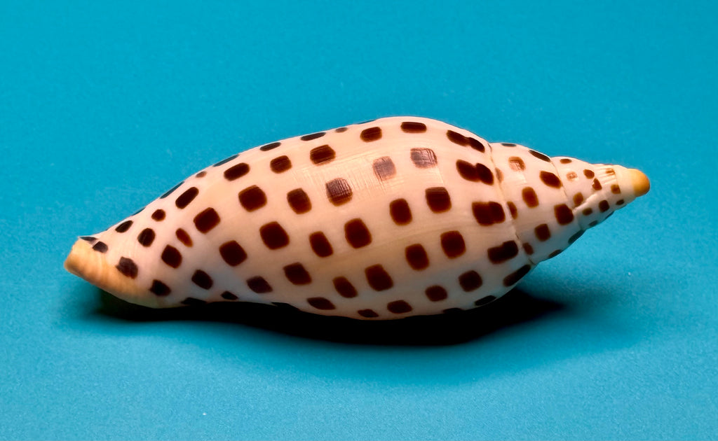 Scaphella mercedesae – Tortuga Terrace, FL – 115.3 mm – #0250VOL-TSC