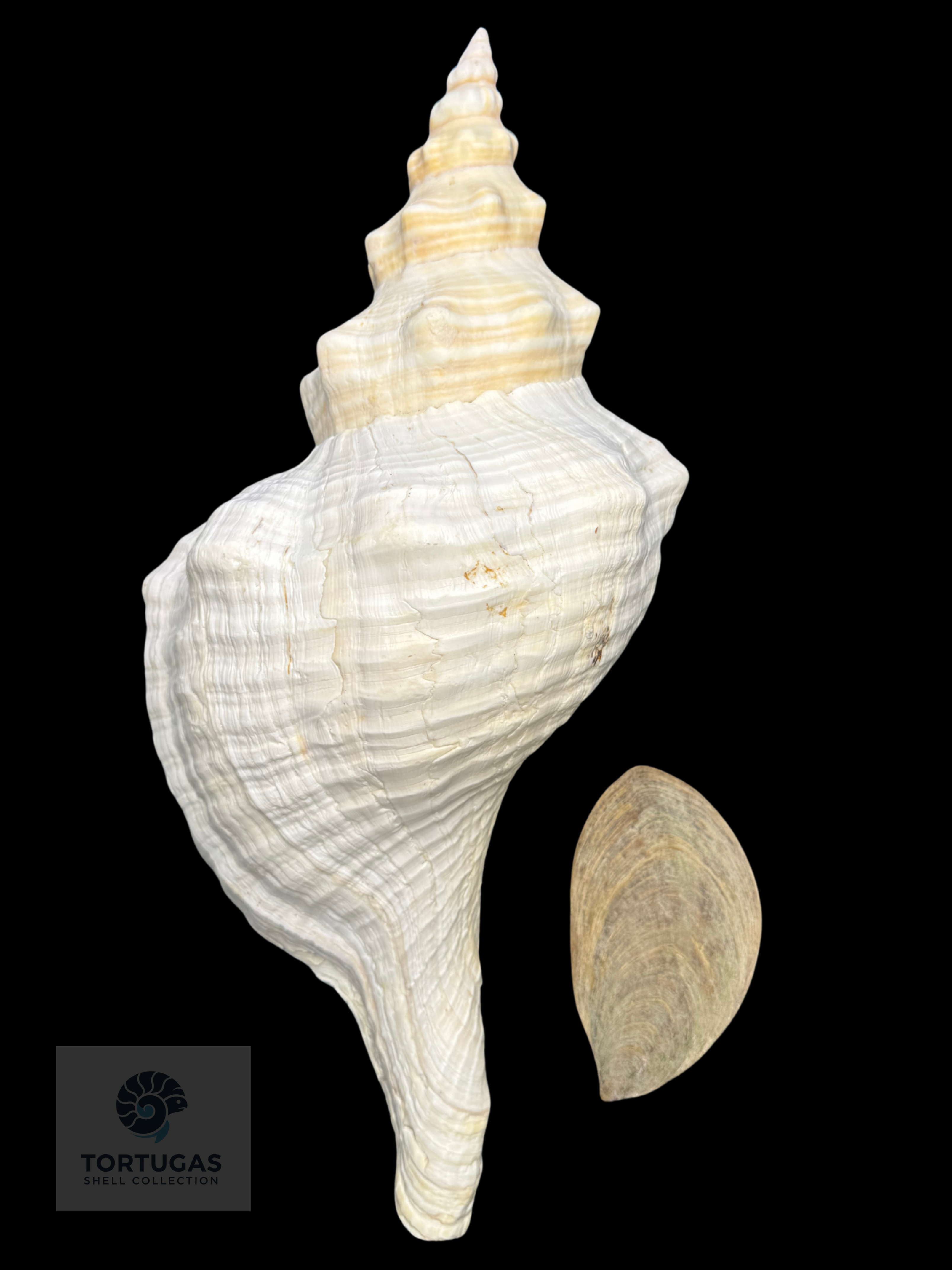 Triplofusus giganteus – Horse Conch – 17.24” (438 mm) – Operculum Included