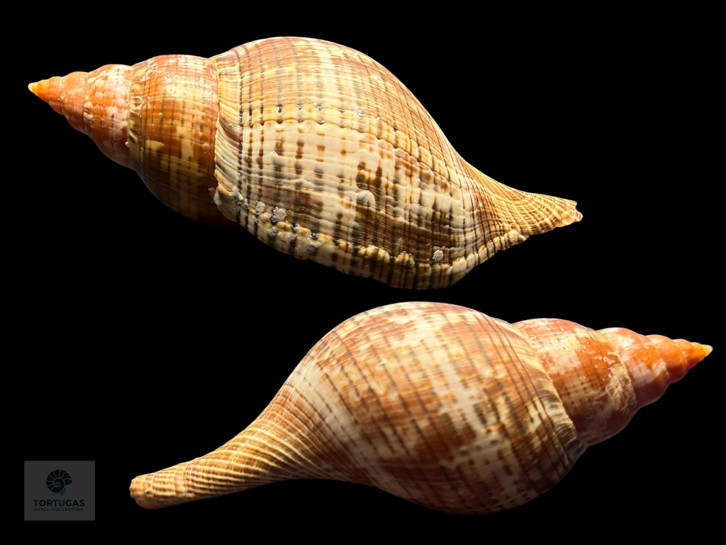 Fasciolaria bittneri Petuch & Berschauer, 2023 – 128.4 mm – Dry Tortugas