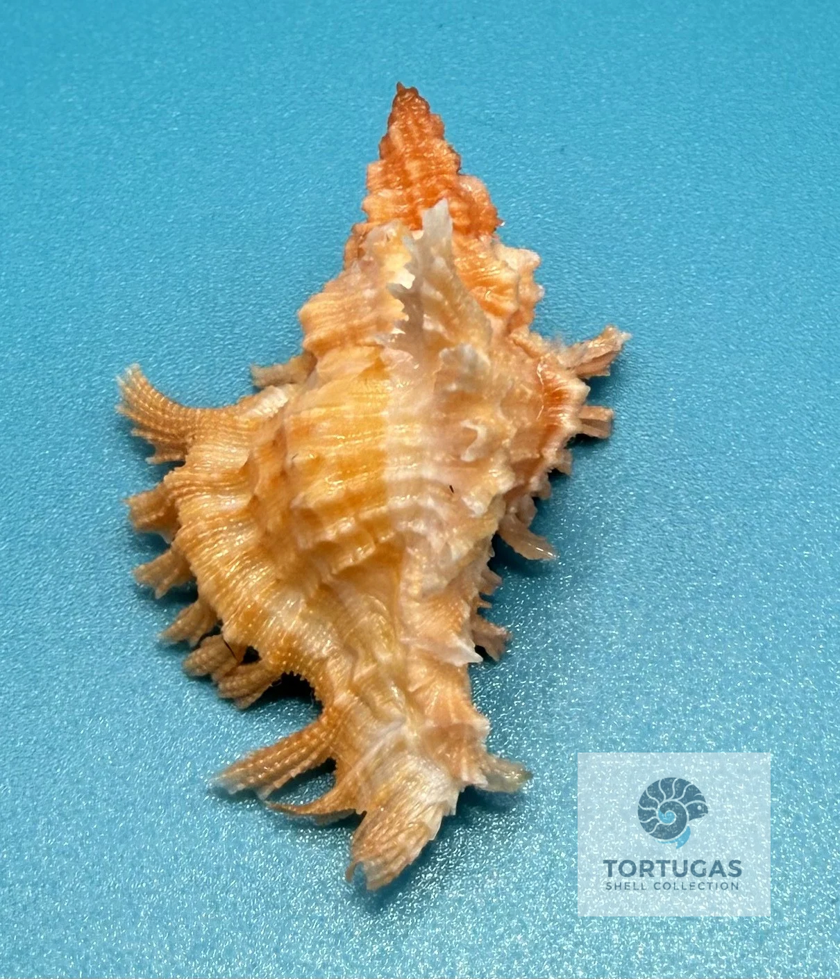 Chicoreus riverai 38.4mm – Pulley Ridge – TSC