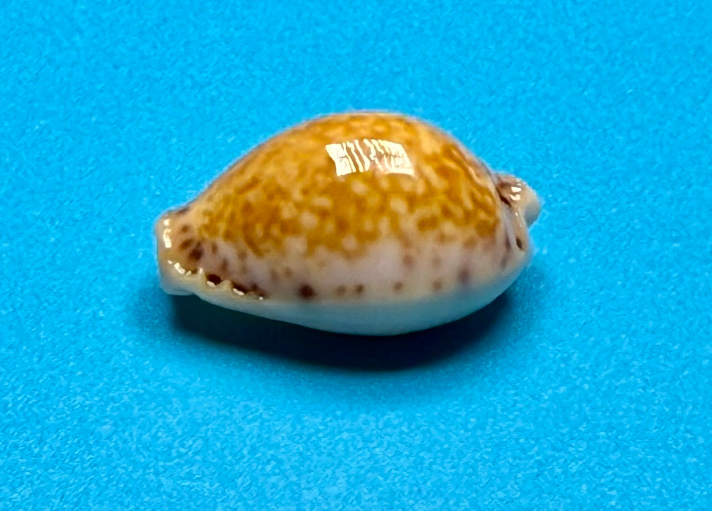 Naria acicularis – Yellow Cowrie – Pulley Ridge – 22.1mm – #0603CYP-TSC