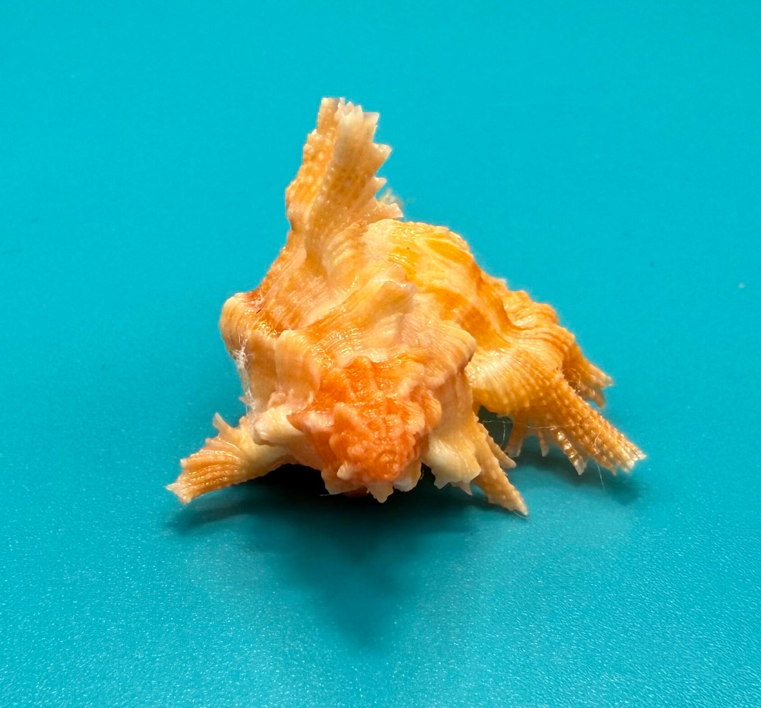 Chicoreus riverai 38.4mm – Pulley Ridge – TSC