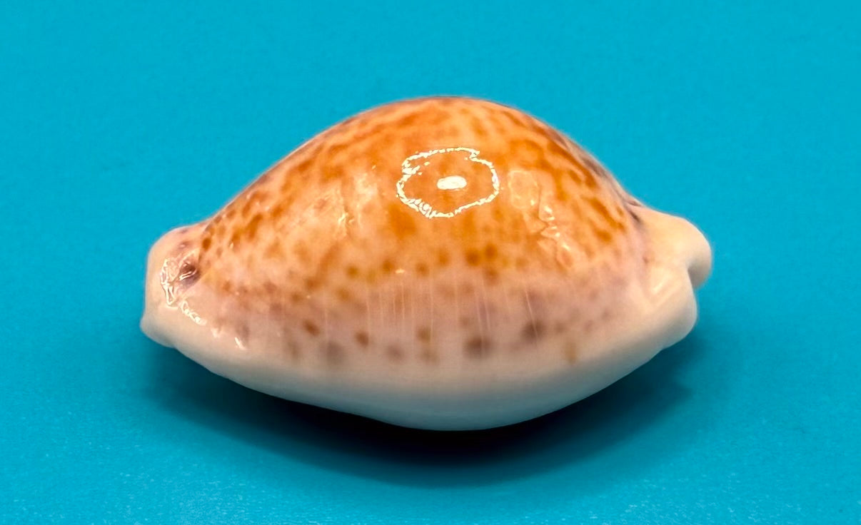 Naria acicularis 25.4mm – Dry Tortugas – Rivera Coll.