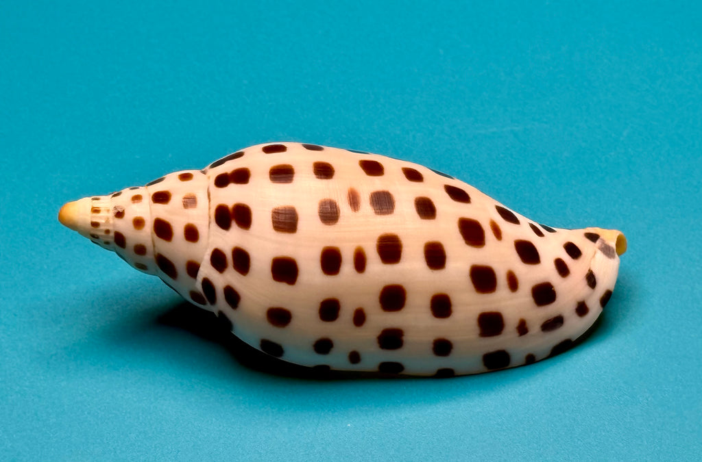 Scaphella mercedesae – Tortuga Terrace, FL – 115.3 mm – #0250VOL-TSC