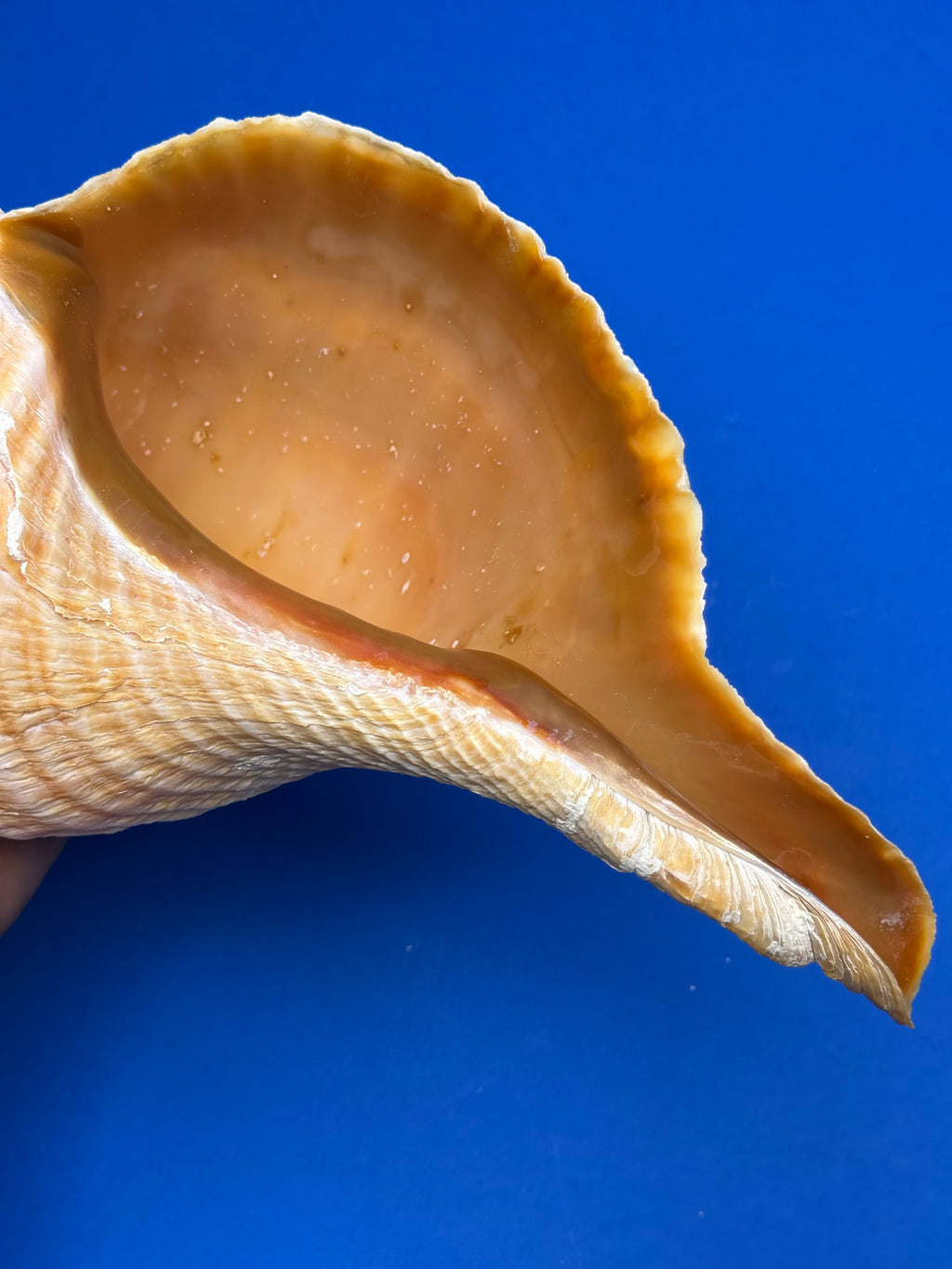 Triplofusus giganteus – Giant Horse Conch – Key West, FL – 419.1 mm – 0646FAS-TSC