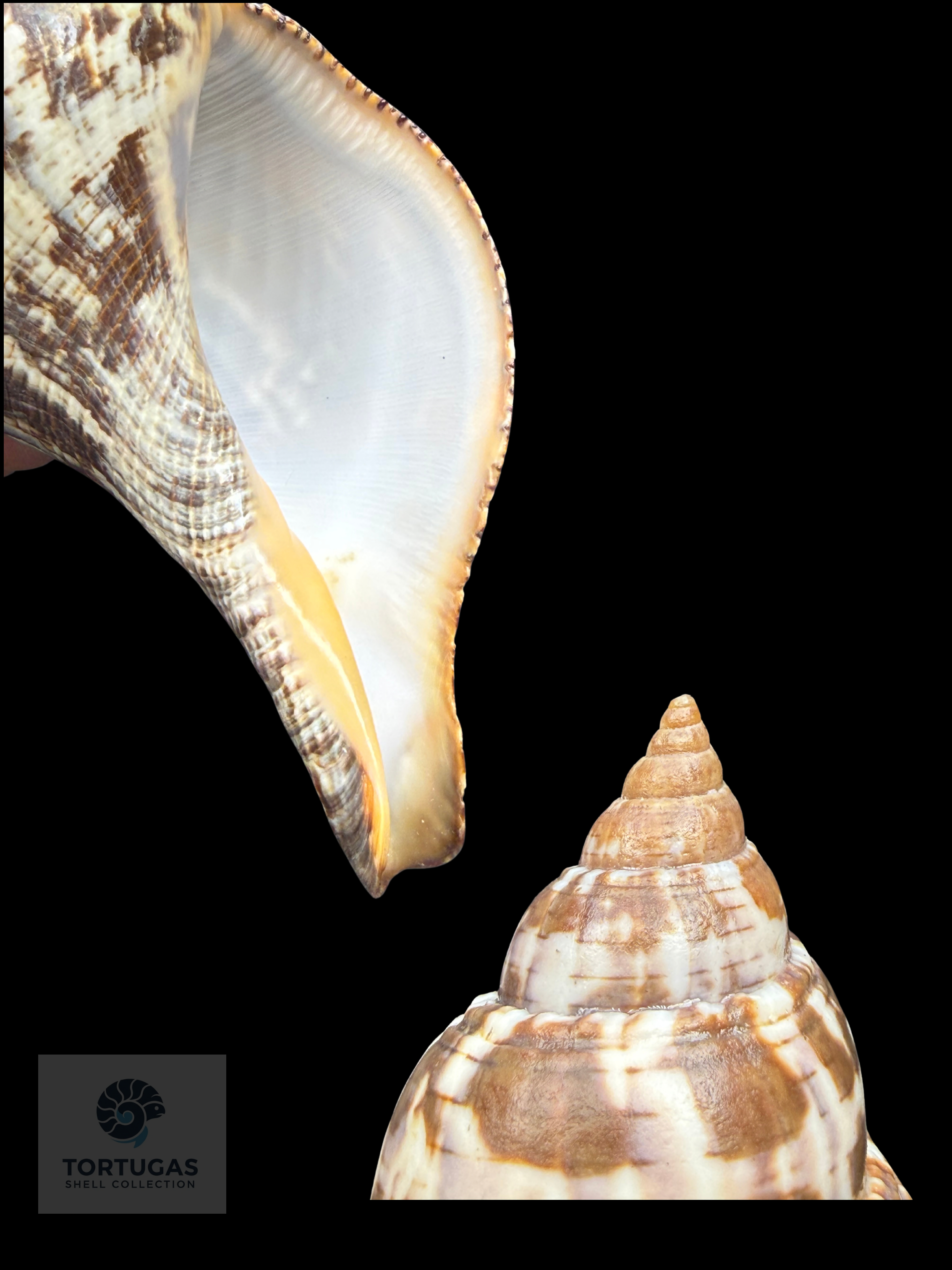 Fasciolaria tulipa (Linnaeus, 1758) – TSC #0820FAS-TSC