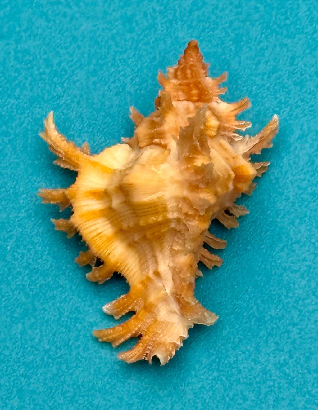 Chicoreus rachelcarsonae – Pulley Ridge – 32.4mm – Rare Orange Form – F+++ w/o