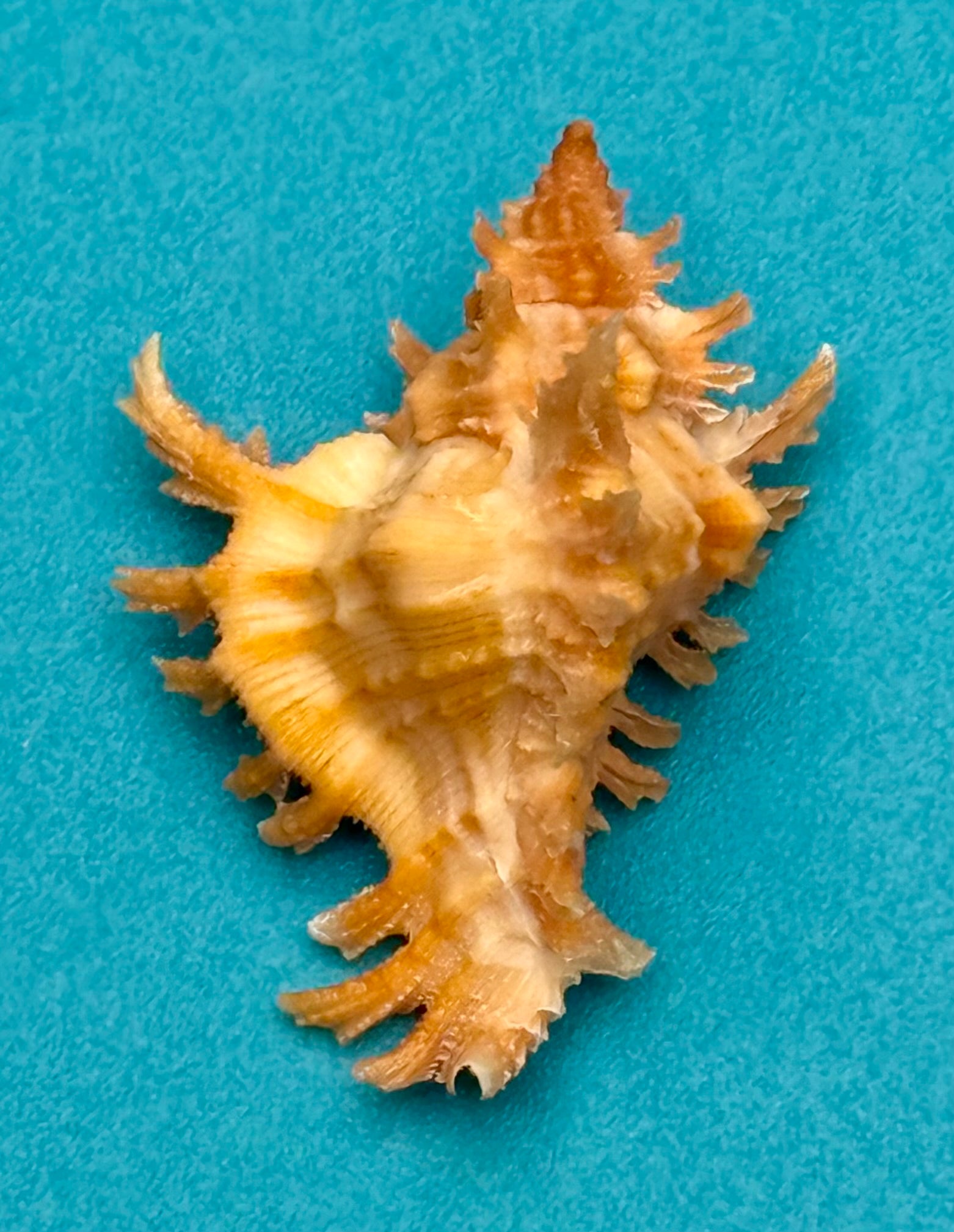 Chicoreus rachelcarsonae – Pulley Ridge – 32.4mm – Rare Orange Form – F+++ w/o