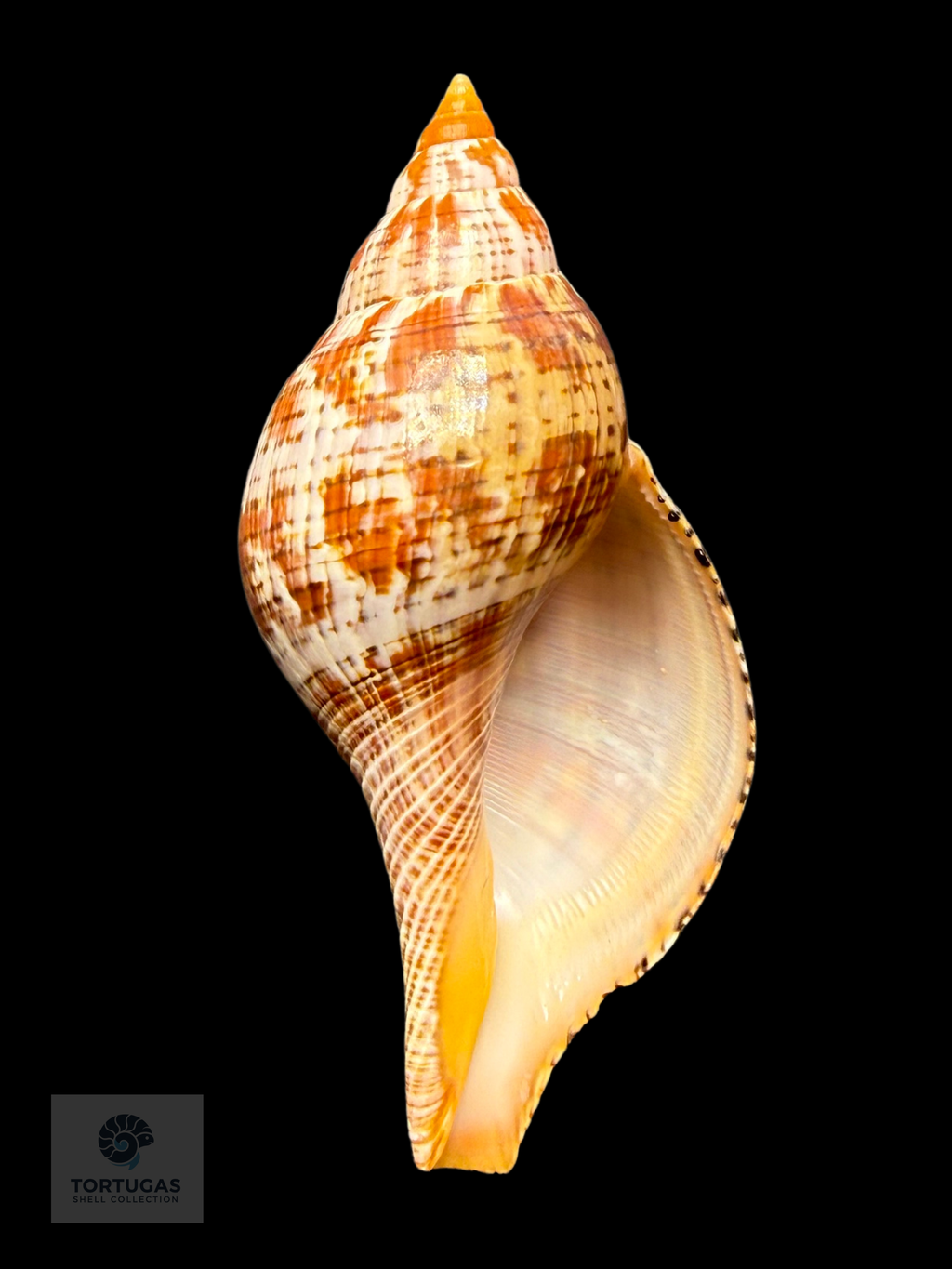 Fasciolaria bittneri Petuch & Berschauer, 2023 – 116.1 mm