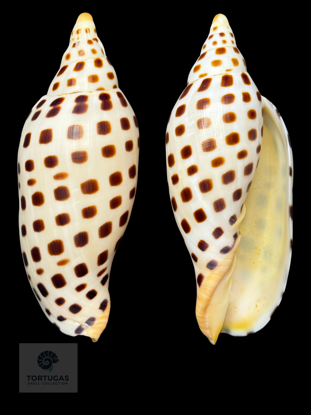 Scaphella elizabethae Petuch & Sargent, 2011 – 115.3mm (4.54”) – TSC #0250VOL-TSC