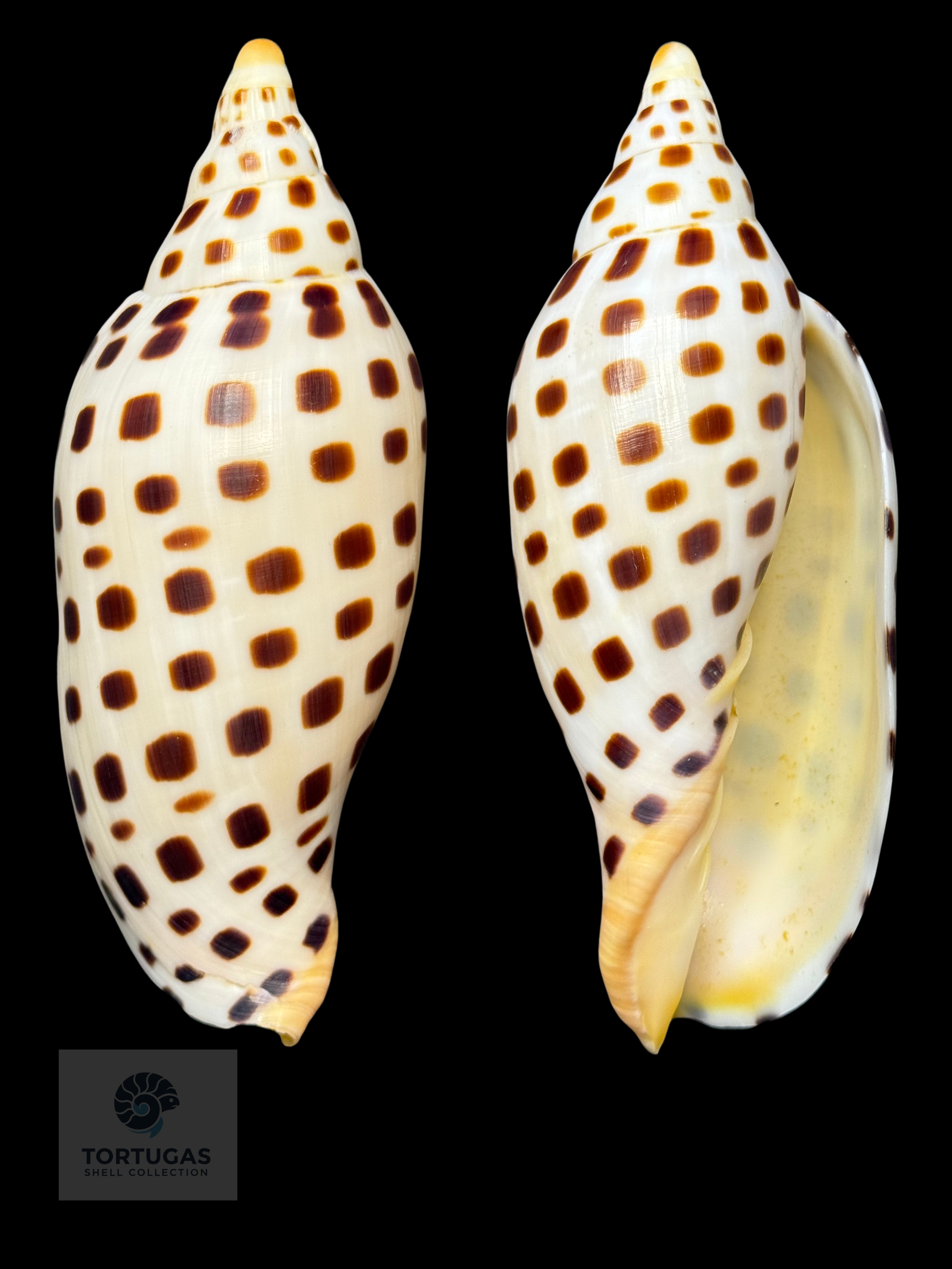 Scaphella elizabethae Petuch & Sargent, 2011 – 115.3mm (4.54”) – TSC #0250VOL-TSC