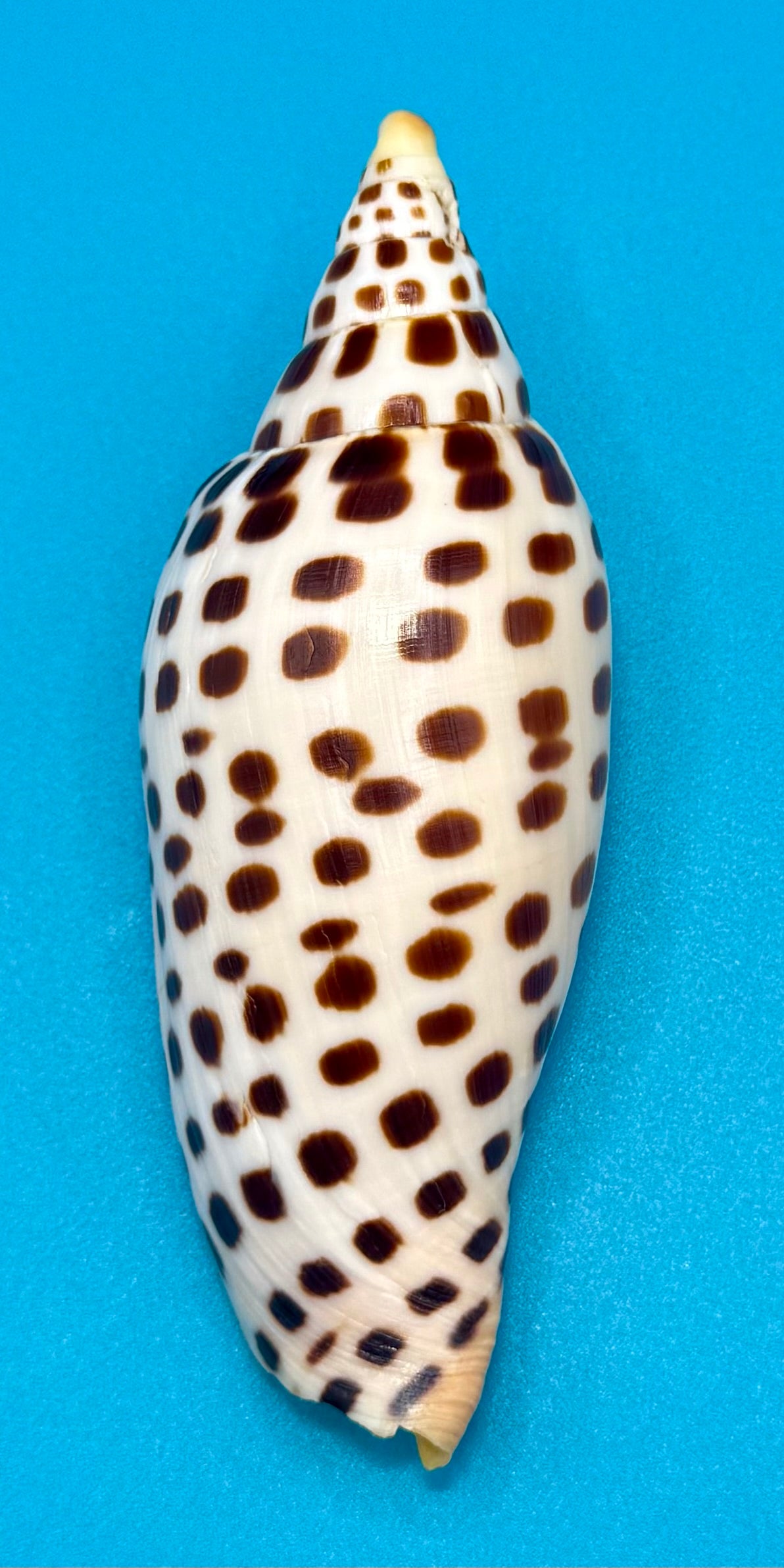 Scaphella mercedesae Petuch & Berschauer, 2026 – 125.6mm | Recently Described Species | Tortugas Shell Collection