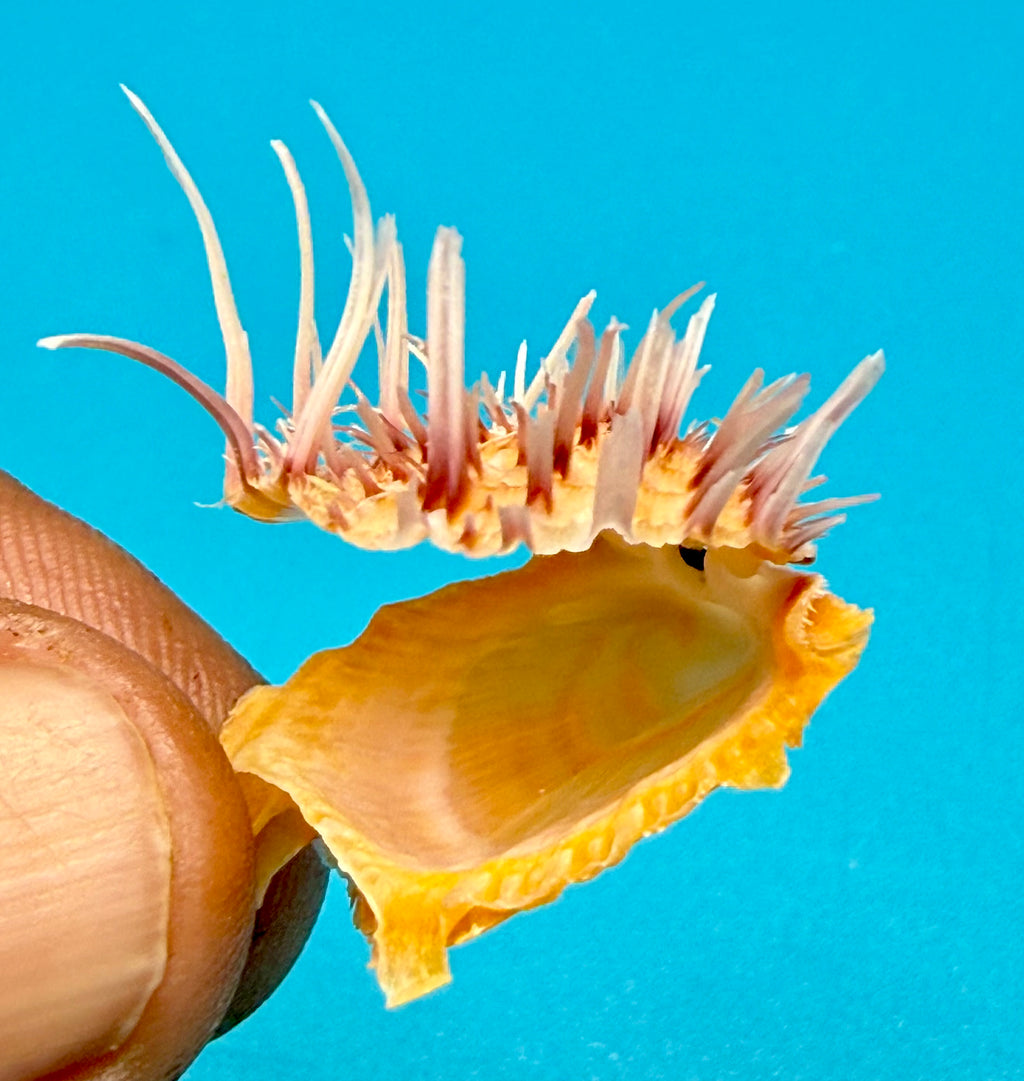 Spondylus americanus – Pulley Ridge – Juvenile – 24.8 mm