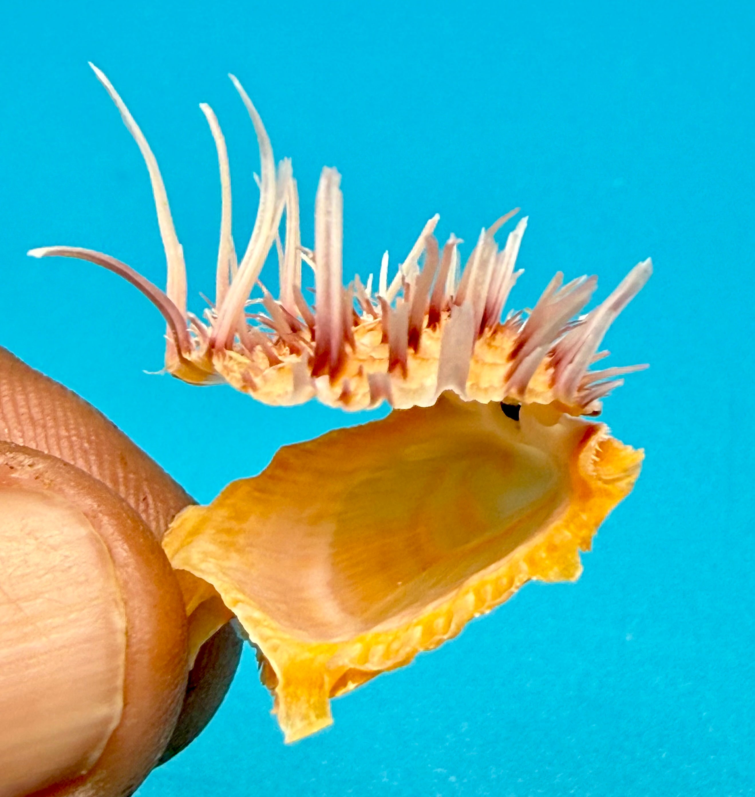 Spondylus americanus – Pulley Ridge – Juvenile – 24.8 mm