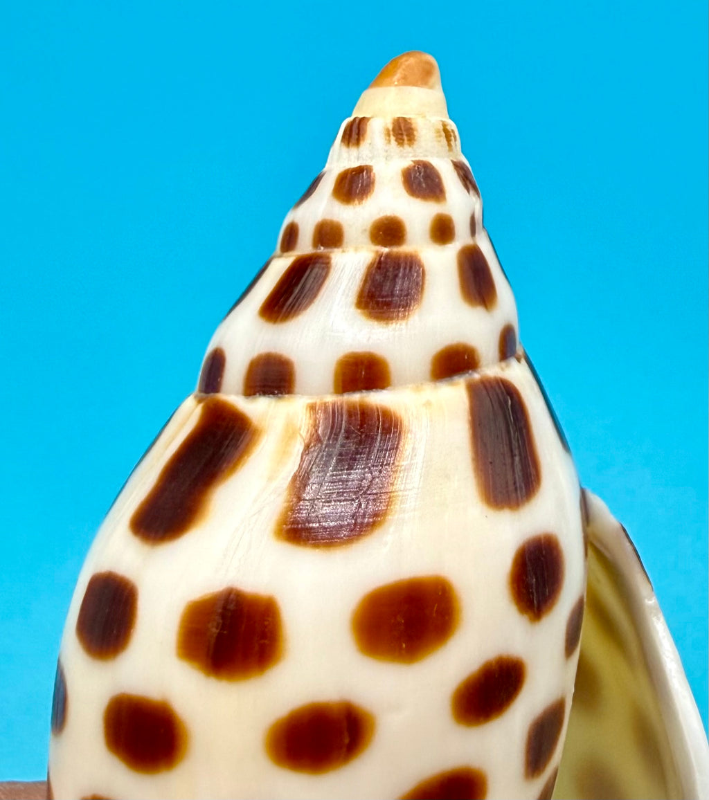 Scaphella junonia 114.8mm – Dry Tortugas Trap Collected – Tortugas Shell Collection