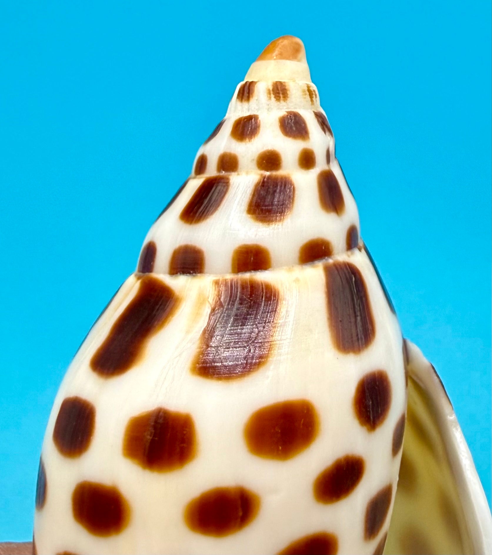 Scaphella junonia 114.8mm – Dry Tortugas Trap Collected – Tortugas Shell Collection