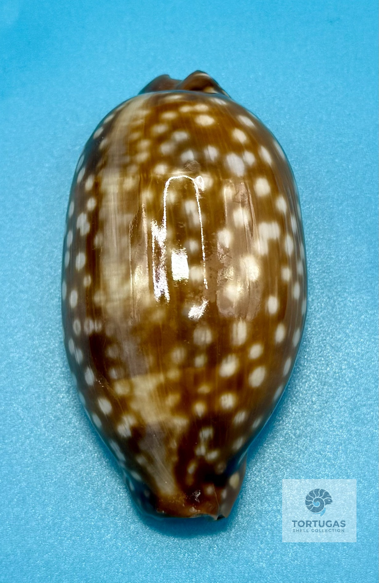 Macrocypraea zebra 81.3mm – Dry Tortugas – Rivera Coll.