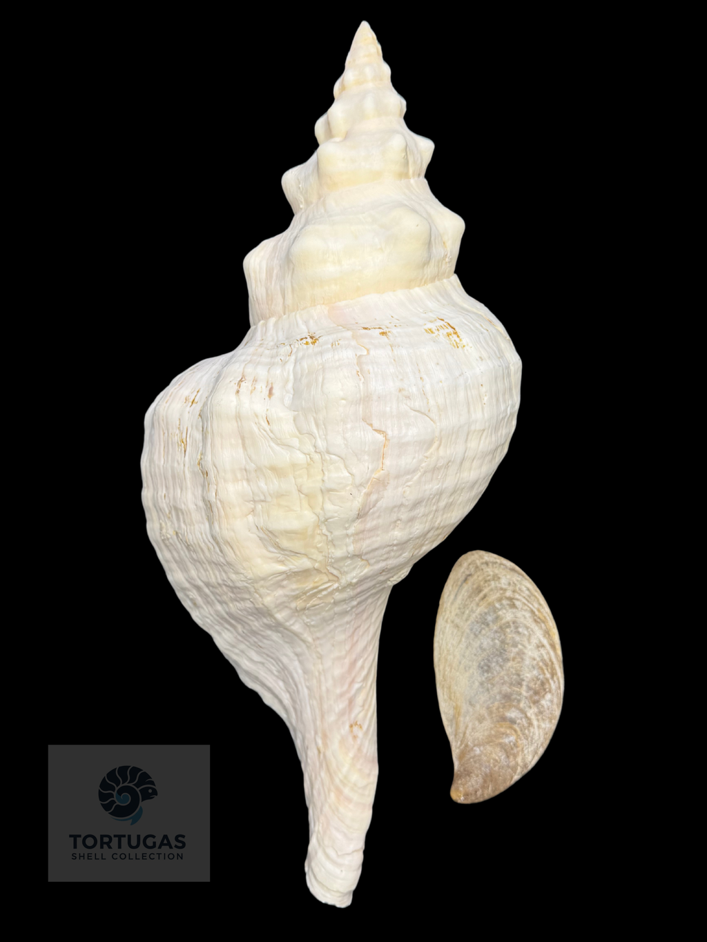 Triplofusus giganteus – Horse Conch – 16.50” (419 mm) – Operculum Included