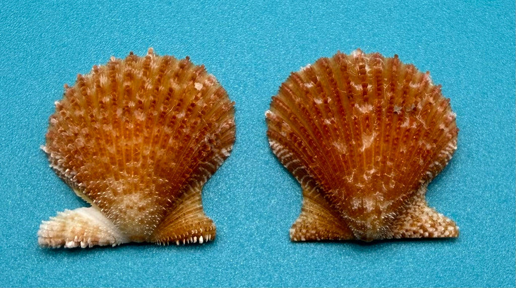 Lindapecten muscosus – Scallop – Dry Tortugas FL – 25mm – Matched Pair