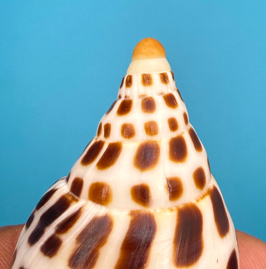Scaphella mercedesae– Recently described – Dry Tortugas – 92.1 mm
