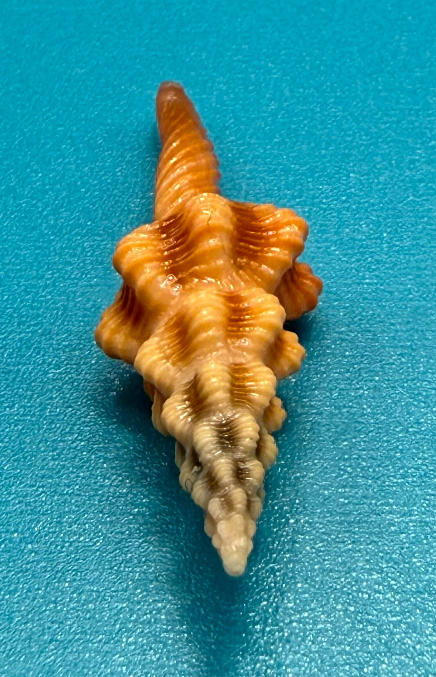 Aristofusus excavatus 29.7mm – Pulley Ridge – Rivera Coll.