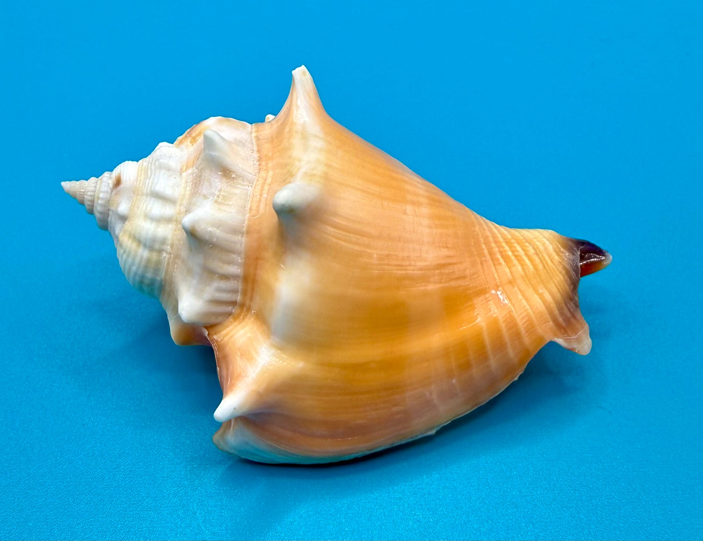 Strombus pugilis 75.8mm – Dry Tortugas Trap Collected – Rivera Collection