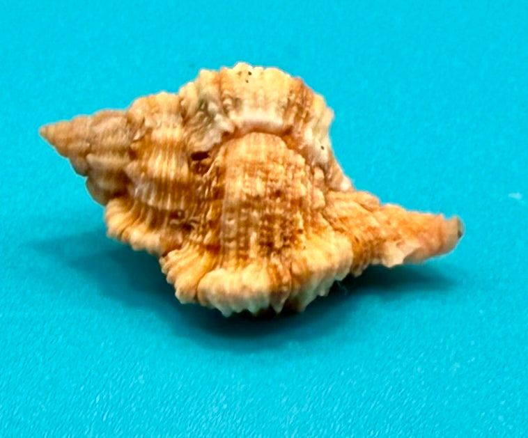 Phyllonotus whymani Petuch & Sargent, 2011 – 37.4mm - Dry Tortugas Deep Water - Tortugas Shell Collection