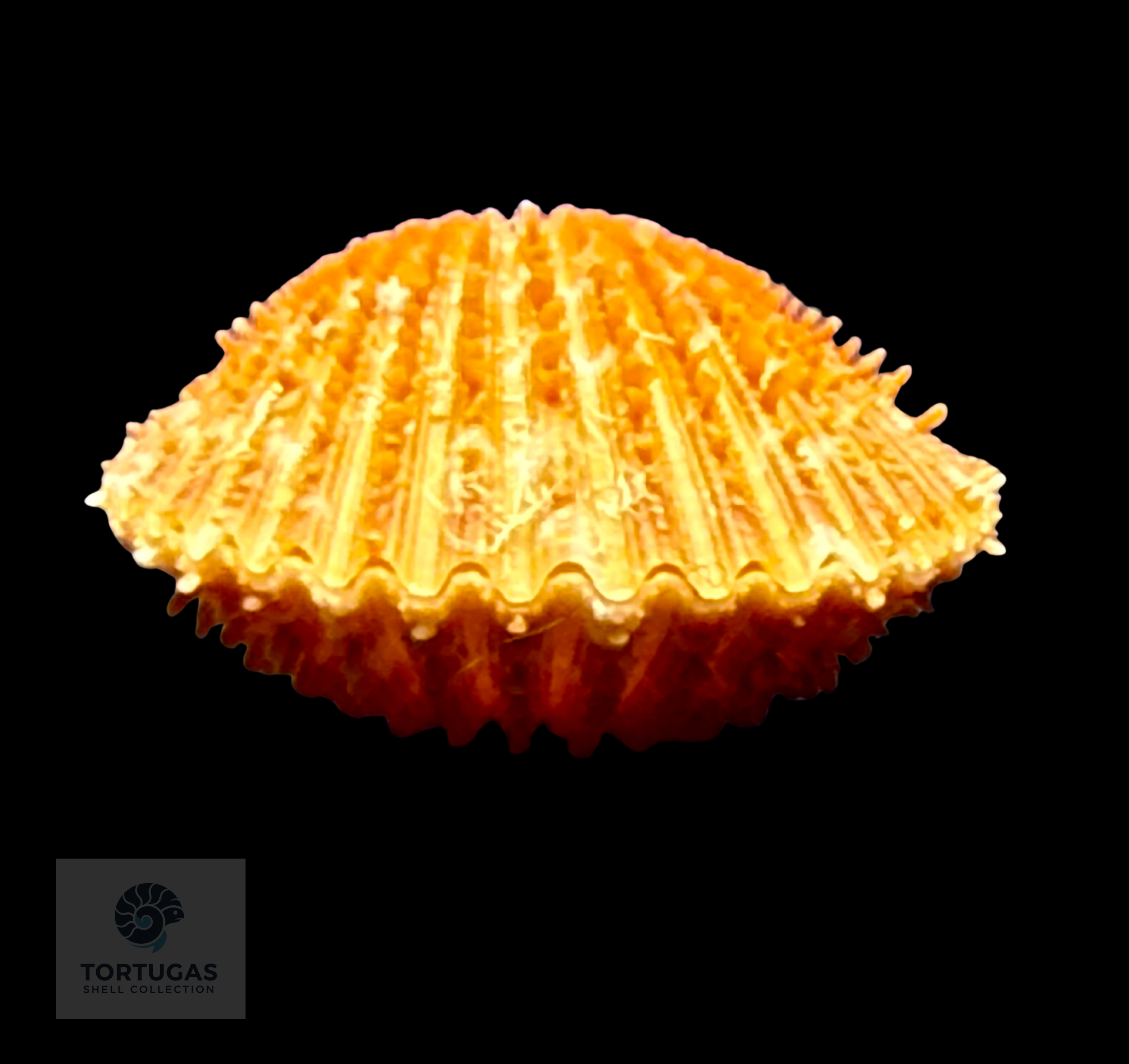 Lindapecten muscosus (W. Wood, 1828) – Matched Pair – 25.2 mm x 23.0 mm – TSC #0018PEC-TSC
