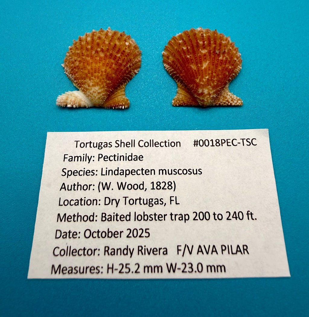 Lindapecten muscosus – Scallop – Dry Tortugas FL – 25mm – Matched Pair