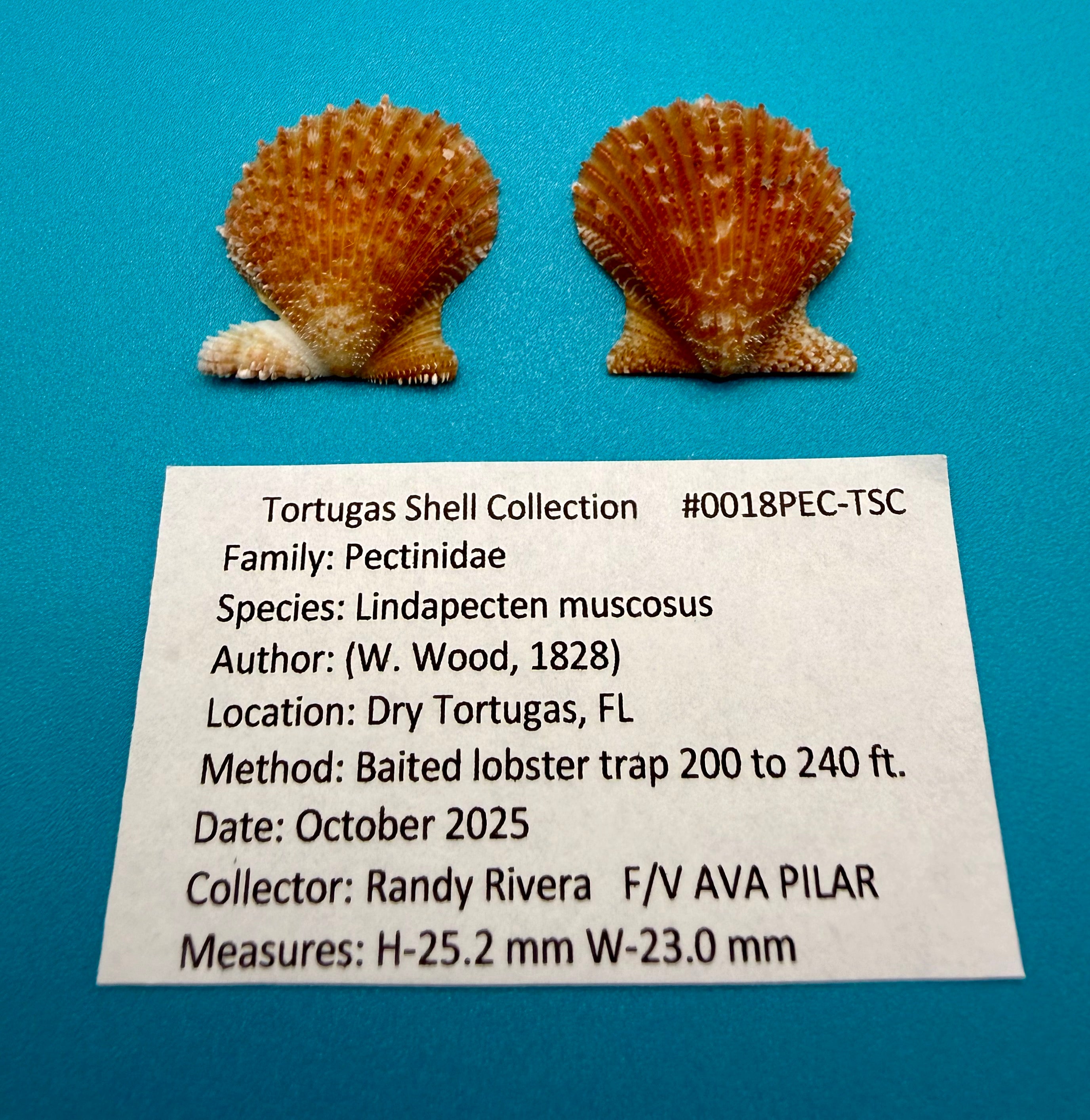 Lindapecten muscosus – Scallop – Dry Tortugas FL – 25mm – Matched Pair
