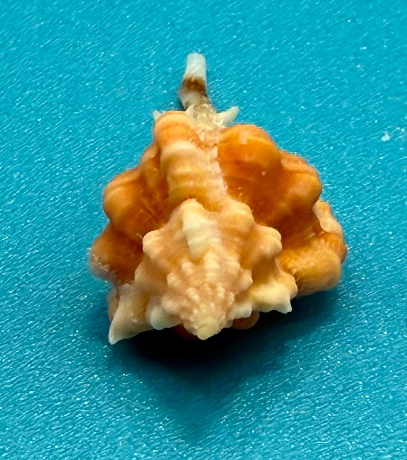 Vokesimurex rubidus (F.C. Baker, 1897) – 29.0mm | Dry Tortugas Deep Water | Tortugas Shell Collection