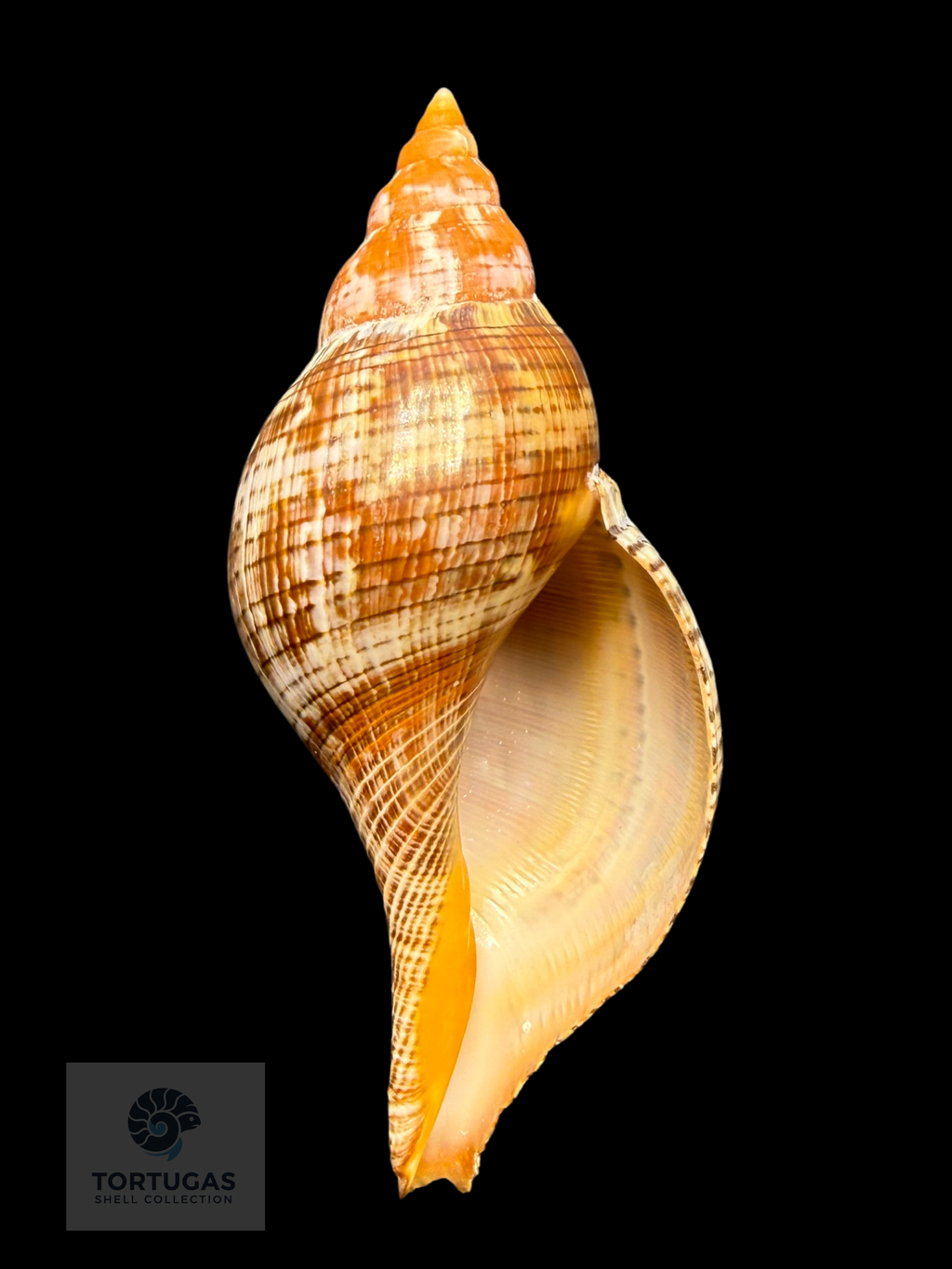 Fasciolaria bittneri Petuch & Berschauer, 2023 – 128.4 mm – Dry Tortugas