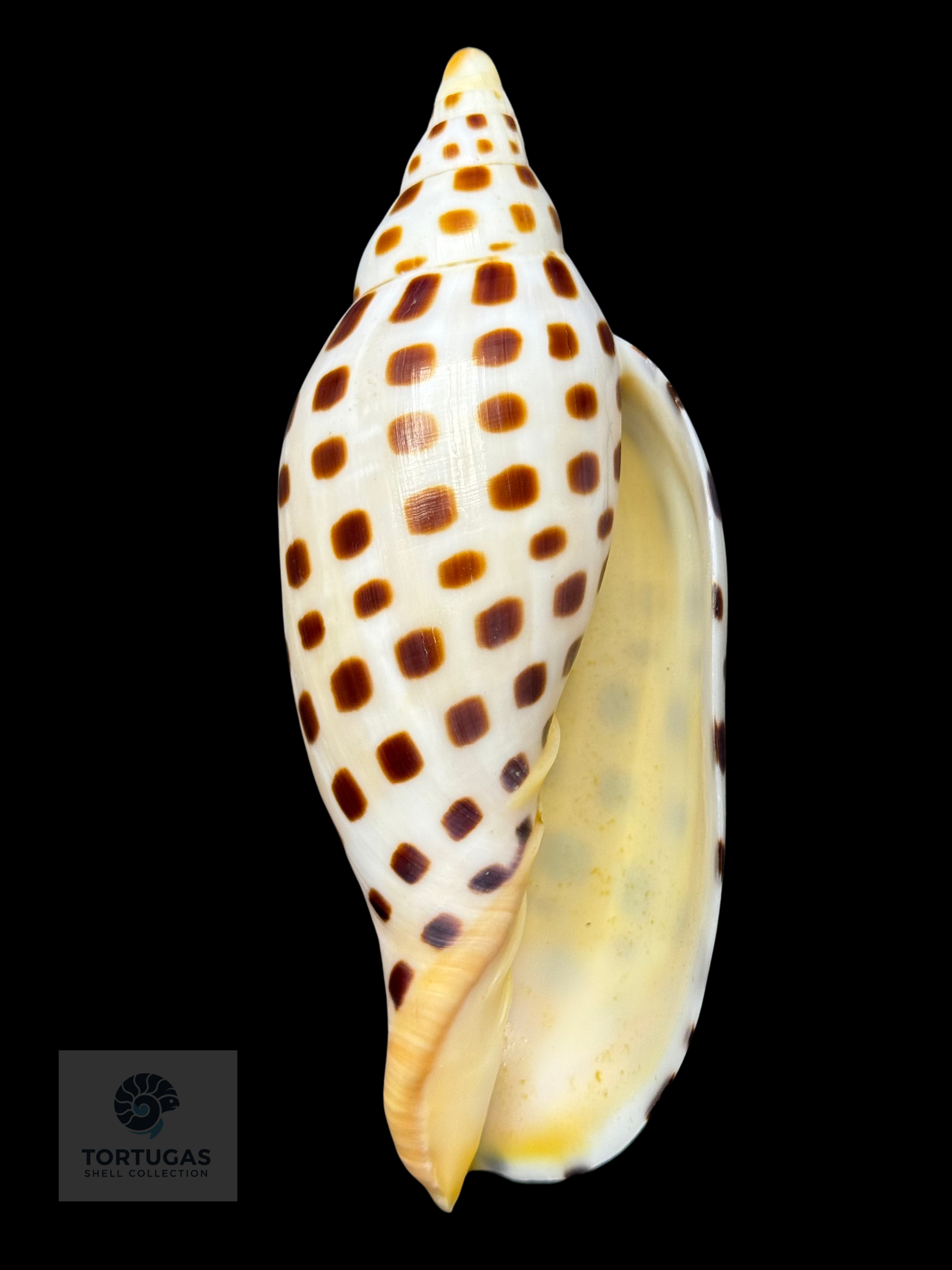 Scaphella elizabethae Petuch & Sargent, 2011 – 115.3mm (4.54”) – TSC #0250VOL-TSC