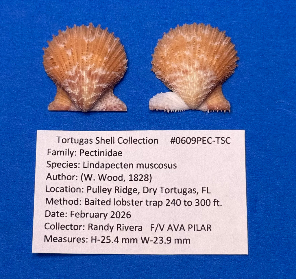 Lindapecten muscosus – Spiny Scallop Matched Pair – Pulley Ridge – 25.4mm