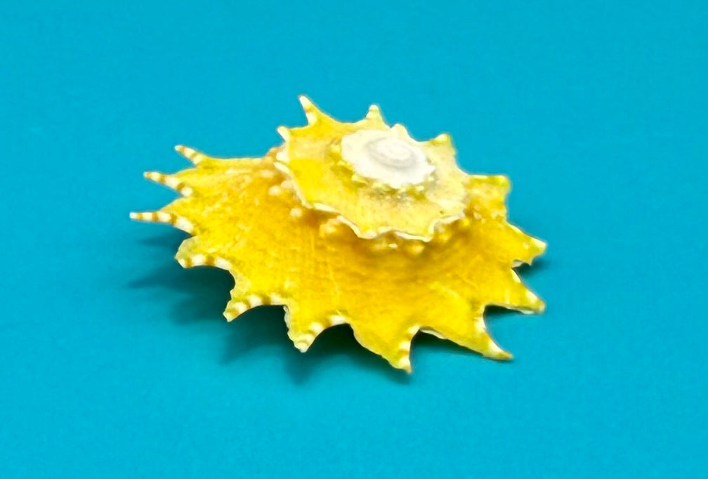 Astralium phoebium 21.9mm – Pulley Ridge – Rivera Coll.