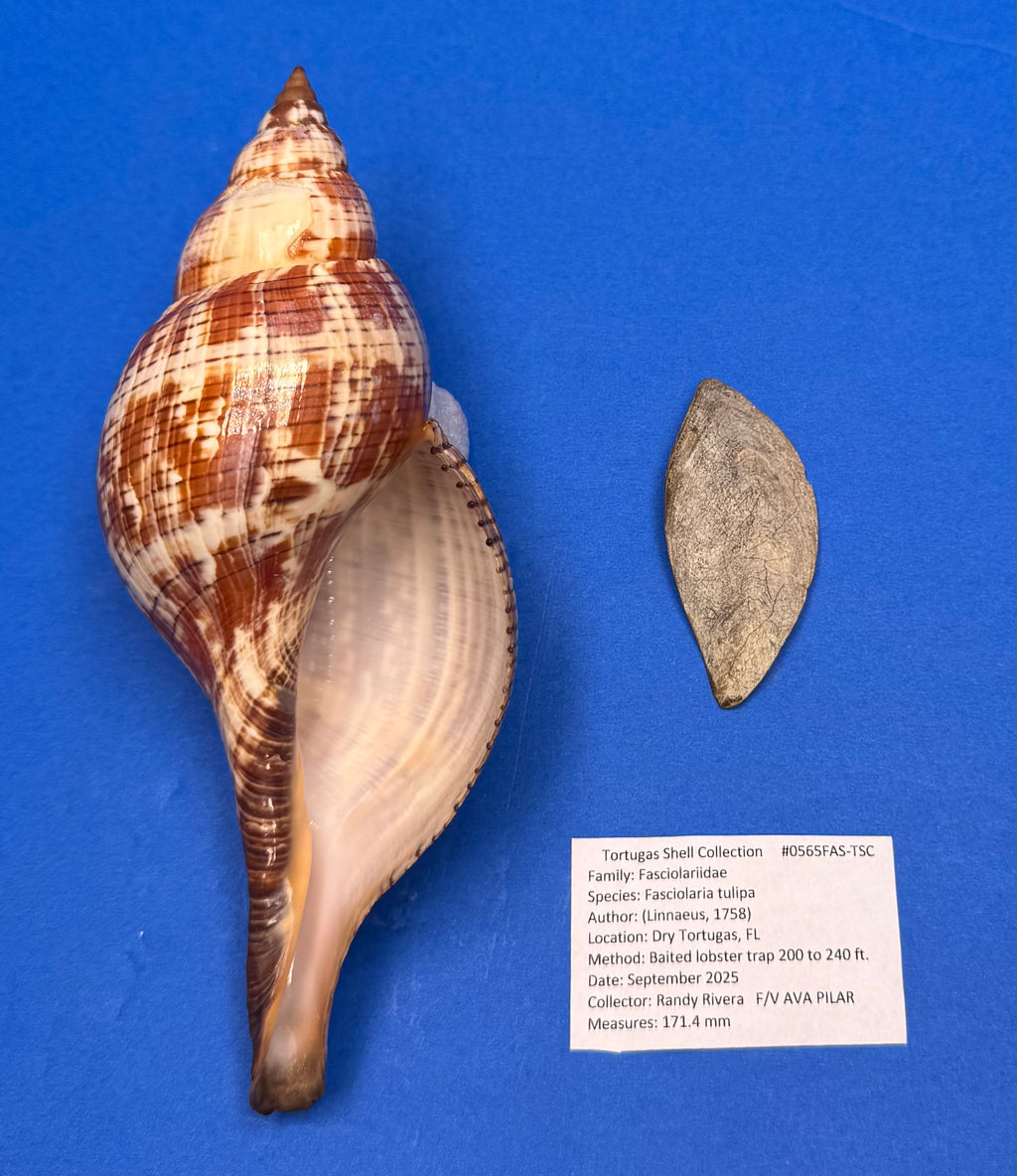 Fasciolaria tulipa – True Tulip – Dry Tortugas FL – 171mm – w/ Operculum