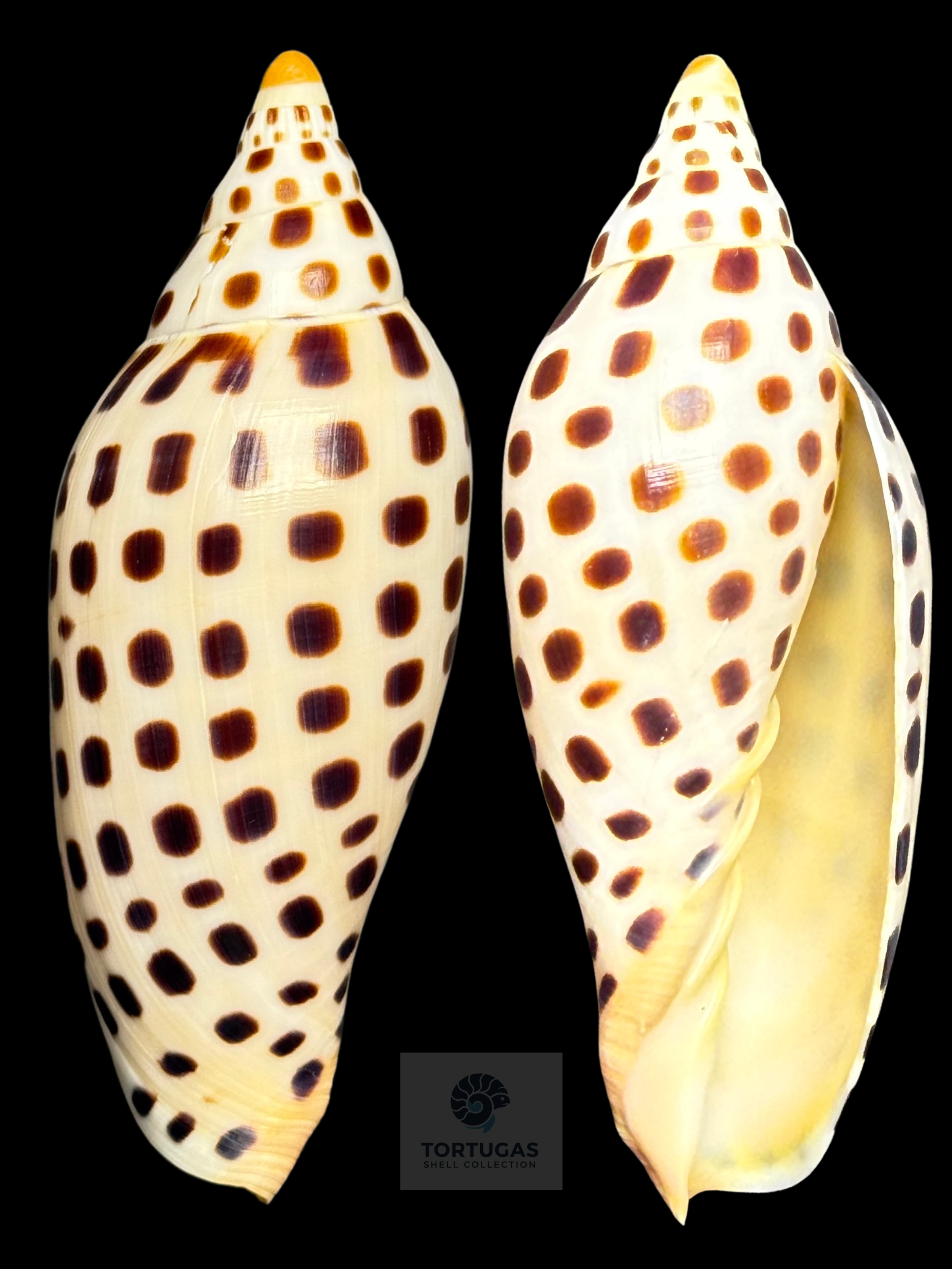 Scaphella mercedesae – 108.7 mm – TSC #0512VOL-TSC