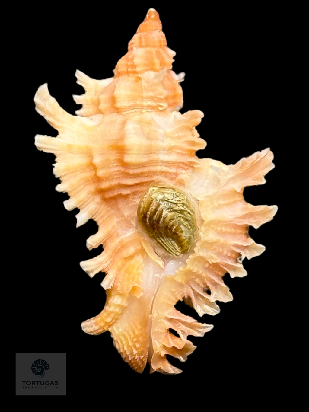 Chicoreus riverai Petuch & Berschauer, 2026 27.1mm w/o