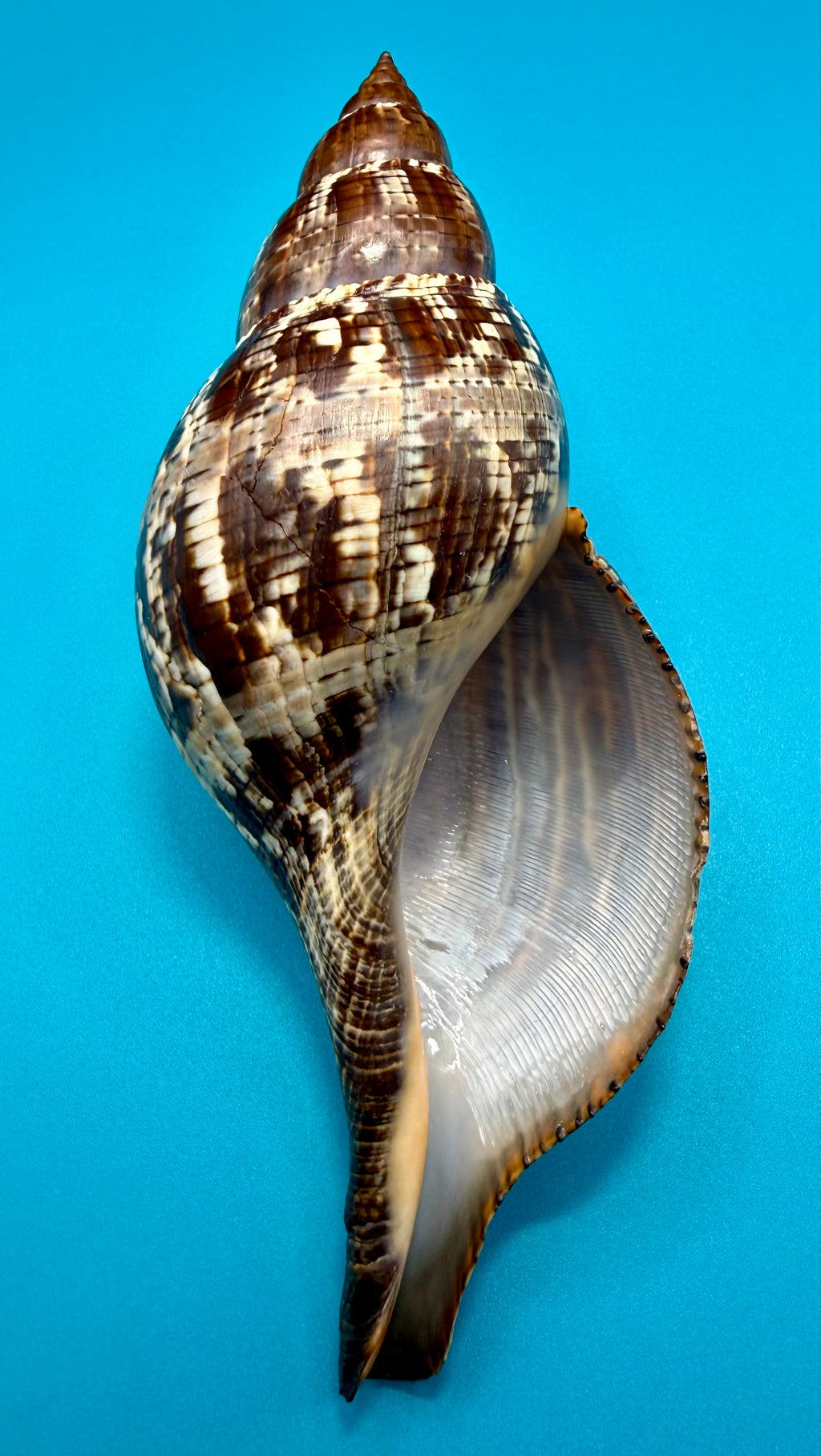Fasciolaria tulipa (Linnaeus, 1758) – 196.8mm | Dry Tortugas Deep Water | Tortugas Shell Collection